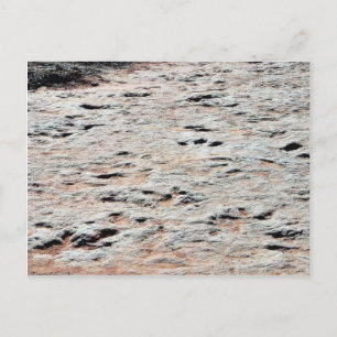 Dinosaur Tracks Postcard