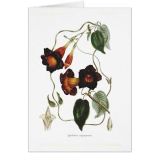 Dipladenia atropurpurea