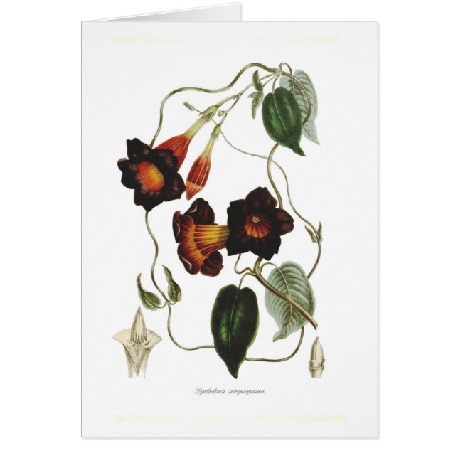 Dipladenia atropurpurea (Front)