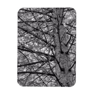 Direction of Pine Tree Branches in Black & White Magnet