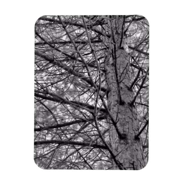 Direction of Pine Tree Branches in Black & White Magnet (Vertical)
