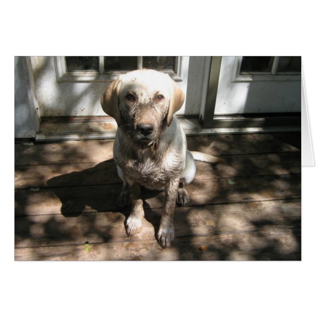 Dirty Dog (Front Horizontal)