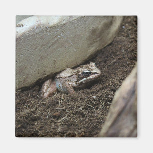 Dirty Frog Magnet