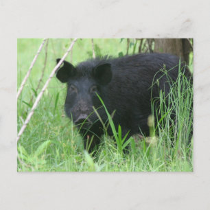 Dirty Nose Postcard