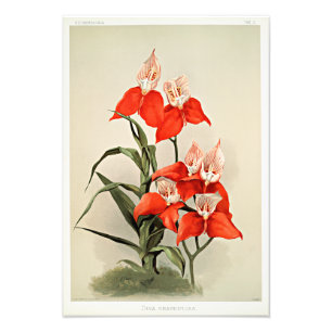 Disa Grandiflora Orchids Photo Print