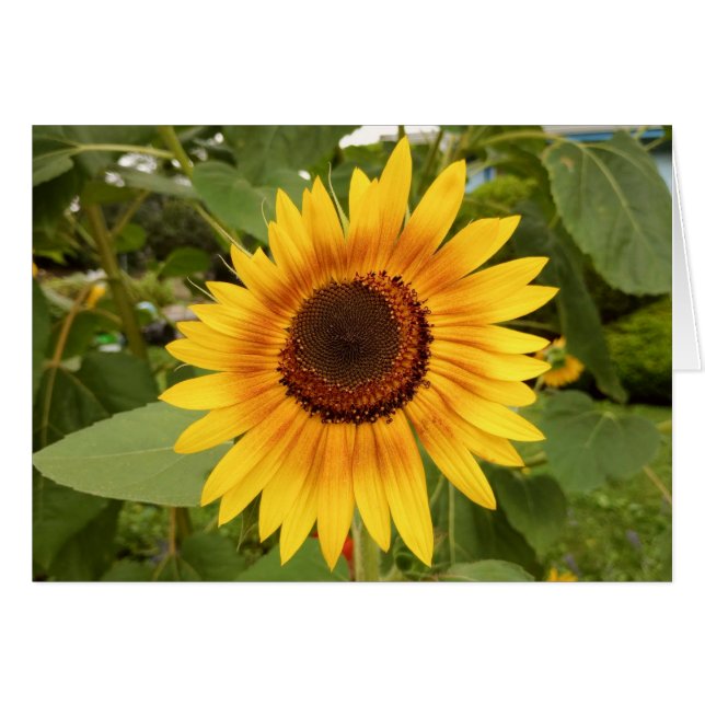 Disability Pride Blank Sunflower Card (Front Horizontal)