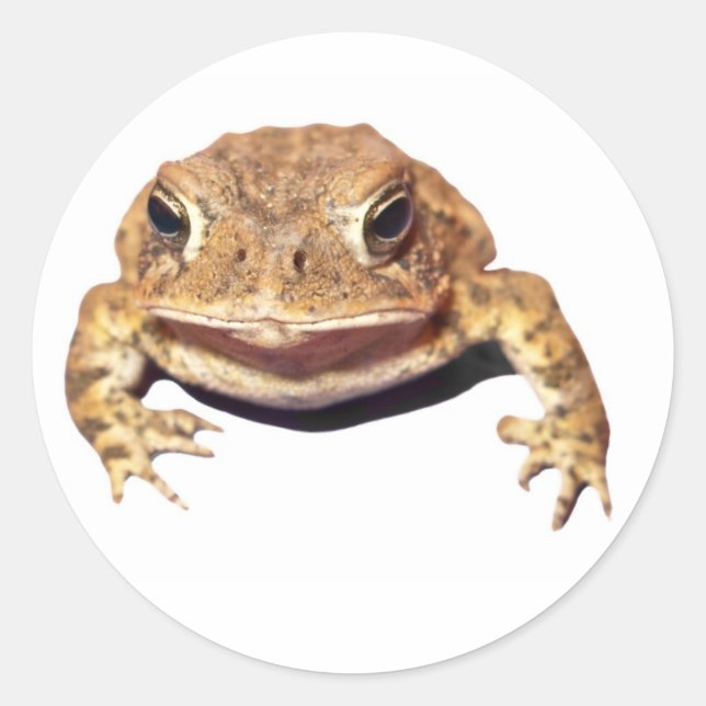 Disapproving Toad Classic Round Sticker (Front)