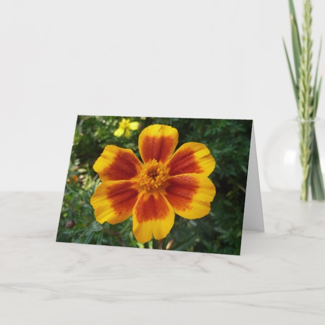Disco Marigold Orange and Red Summer Flower Card (Front)