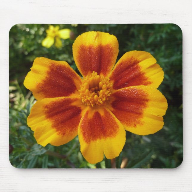 Disco Marigold Orange and Red Summer Flower Mouse Pad (Front)