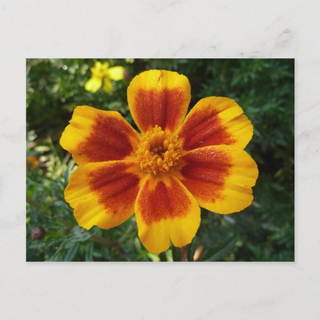 Disco Marigold Orange and Red Summer Flower Postcard (Front)