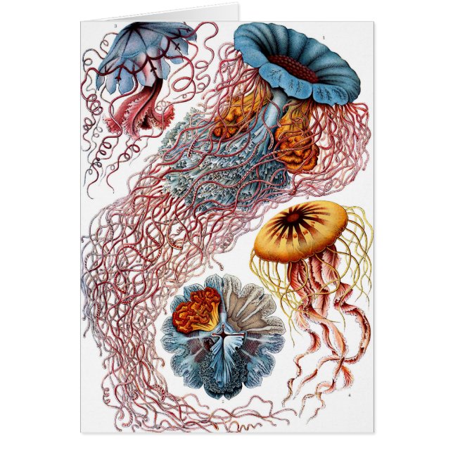 Discomedusae (Front)