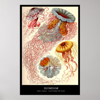 Discomedusae – Plate 8 - Kunstformen der Natur Poster