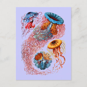 Discomedusae Postcard
