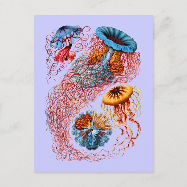 Discomedusae Postcard (Front)