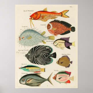 Discover the Colourful Marine Life. Vintage Poster