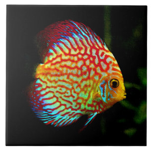 Discus aquarium fish decorative tile