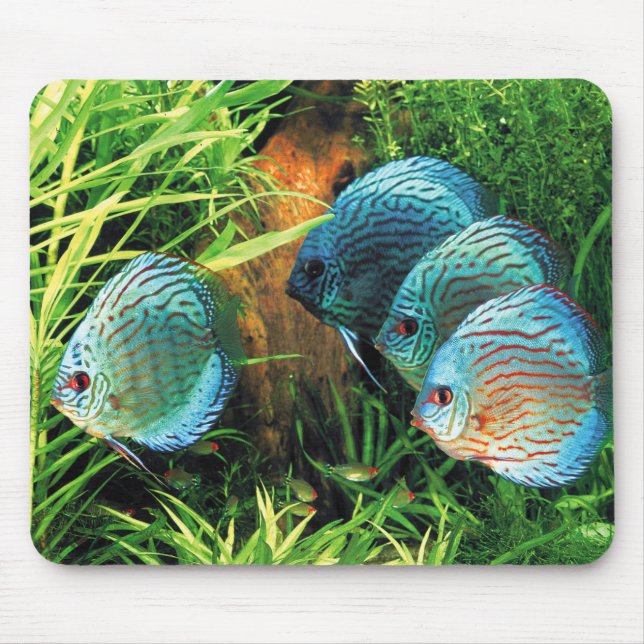 Discus Fish in aquatic plant aquqrium Mouse Pad (Front)