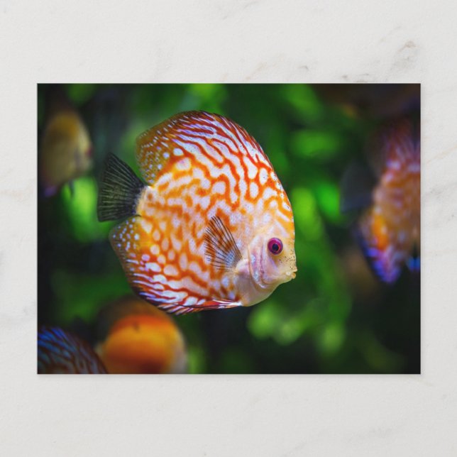 Discus fish postcard (Front)