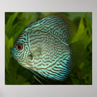 Discus - Symphysodon aequifasciata