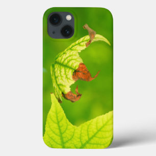 Diseased Maple Leaf iPhone 13 Case