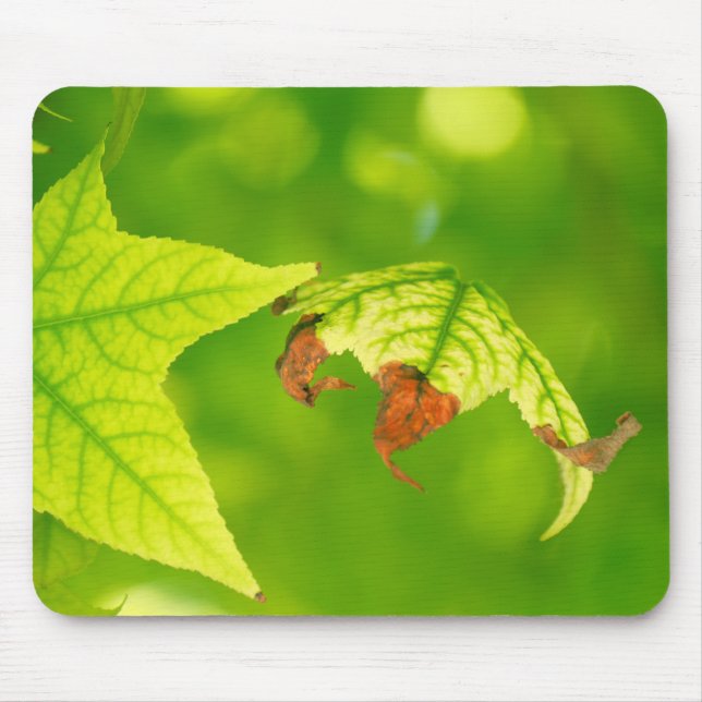 Diseased Maple Leaf Mouse Pad (Front)