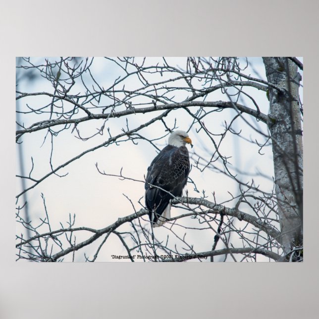 Disgruntled Poster (Front)