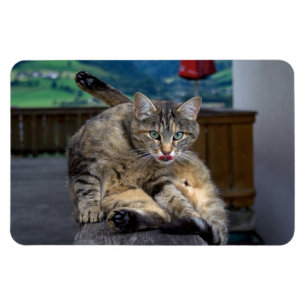 Disturbed While Cleaning Magnet