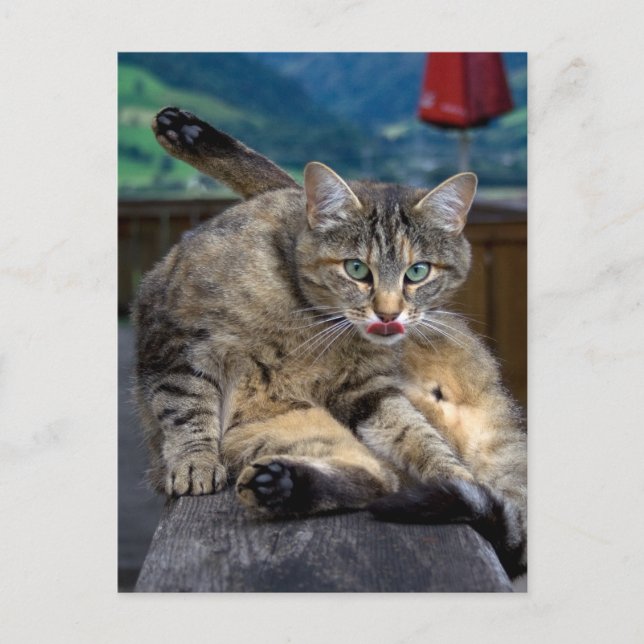 Disturbed While Cleaning Postcard (Front)