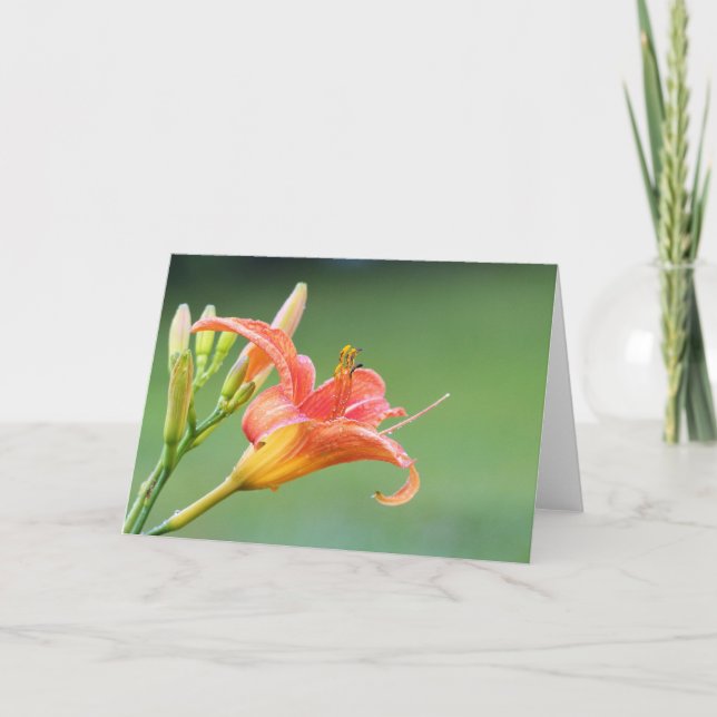 Ditch Lily Card (Front)