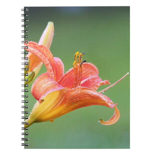 Ditch Lily Notebook (Front)