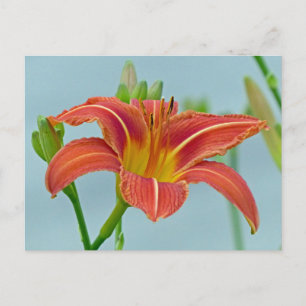 Ditch Lily Postcard