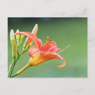 Ditch Lily Postcard