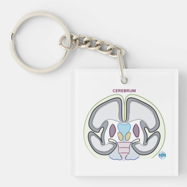 DITKI Cerebrum Keychain (Front)