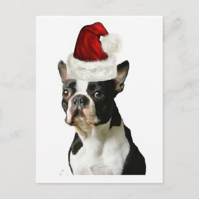 Ditzy Dogs~Original Postcard~Boston Terrier Postcard (Front)