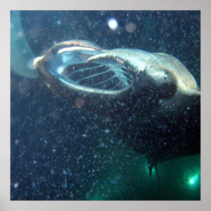 Dive with the Manta Rays -The Big Island Poster