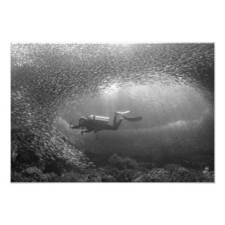 Diver caught in baitball vortex photo print