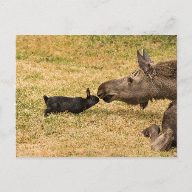 Diversity Postcard (Front)