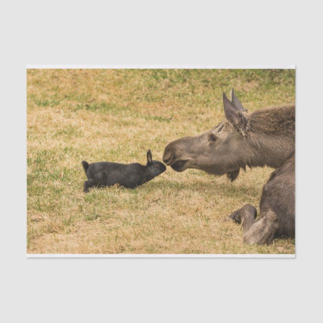 Diversity Tissue Paper (Front)