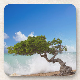Divi Divi Tree, Eagle Beach, Aruba, Caribbean Coaster