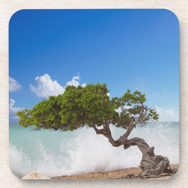 Divi Divi Tree, Eagle Beach, Aruba, Caribbean Coaster (Front)