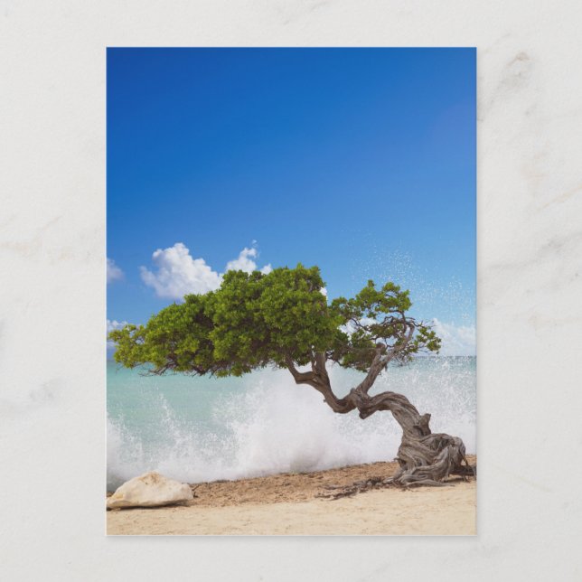 Divi Divi Tree, Eagle Beach, Aruba, Caribbean Postcard (Front)