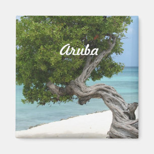 Divi Divi Tree in Aruba Magnet