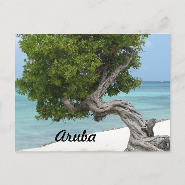 Divi Divi Tree in Aruba Postcard (Front)