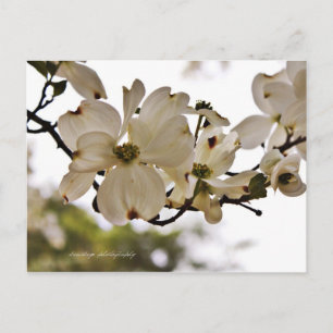 Divine Dogwood Spring Postcard