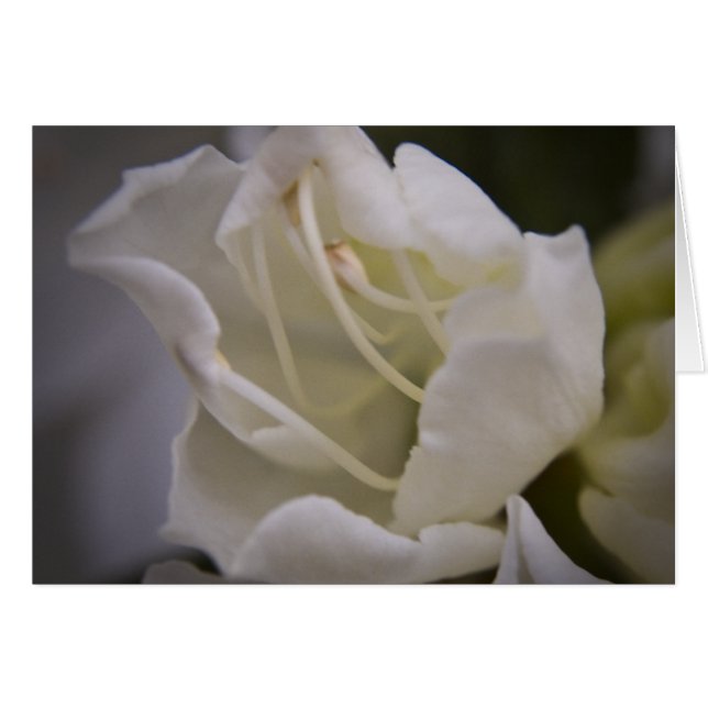 Divine Energy Card (Front Horizontal)