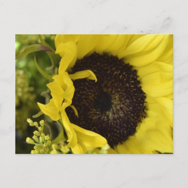 Divine Postcard (Front)