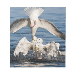 Diving Gulls Notepad