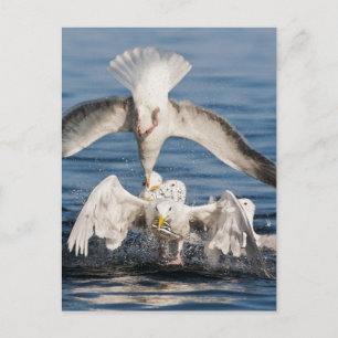 Diving Gulls Postcard