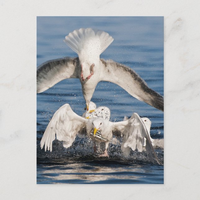 Diving Gulls Postcard (Front)
