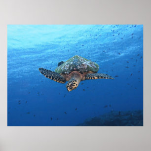 Diving Hawksbill Poster